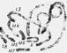 Морфология мейоза у самца кузнечика Chorthipus brunneus. Число - 17 (16 + Х): L - длинные М - средние, - короткая, Х - Х- Пахитена; все конъюгируют попарно, образуя т. н. биваленты; Х- не имеет партнера для конъюгации и остается в виде унивалента (Х). Морфология мейоза у самца кузнечика Chorthipus brunneus. Число - 17 (16 + Х): L - длинные М - средние, - короткая, Х - Х- Пахитена; все конъюгируют попарно, образуя т. н. биваленты; Х- не имеет партнера для конъюгации и остается в виде унивалента (Х).