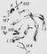 Морфология мейоза у самца кузнечика Chorthipus brunneus. Число  - 17 (16 + Х): L - длинные  М - средние,  - короткая, Х - Х- Диплотена; начало отталкивания гомологичных  друг от друга в каждом биваленте; гомологичные  остаются в контакте только в точках перекреста - хиазмах (стрелка).