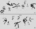 Морфология мейоза у самца кузнечика Chorthipus brunneus. Число  - 17 (16 + Х): L - длинные  М - средние,  - короткая, Х - Х- Метафаза ; число  гаплоидное, в каждой  видны 2  (а - с Х- б - без нее).