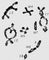 Морфология мейоза у самца кузнечика Chorthipus brunneus. Число  - 17 (16 + Х): L - длинные  М - средние,  - короткая, Х - Х- Диакинез; на этой стадии, так же как и в диплотене, легко сосчитать число бивалентов - их 8, и 1 унивалент; в каждом биваленте видны хиазмы.